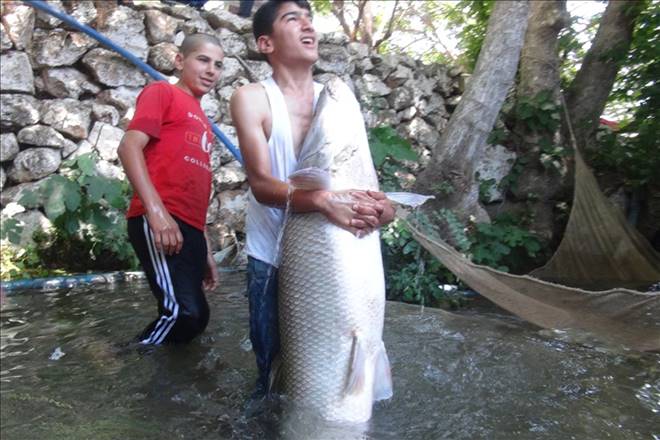 Kızıltepe´ye getirilen 60 kiloluk balık halkın ilgi odağı oldu