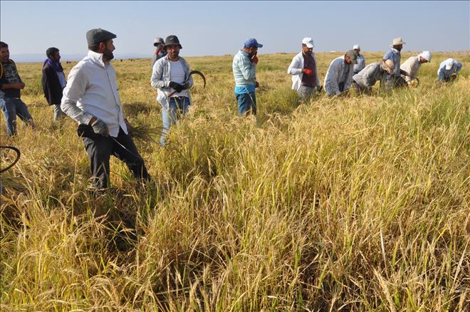 Derik´te Karacadağ pirinc hasadı başladı