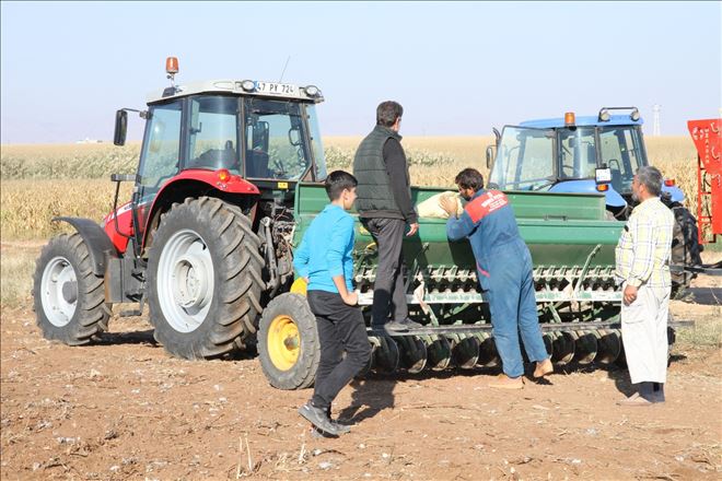 Mezopotamya Ovası´nda buğdayın ekim maliyeti çiftçinin belini büküyor