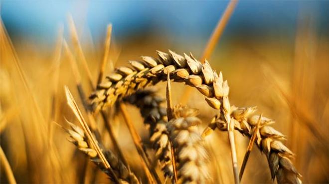 Sorgül buğday şenliği
