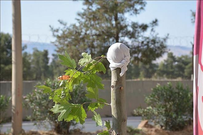 Kızıltepe polisi ağacı kıran şahsı gözaltına aldı