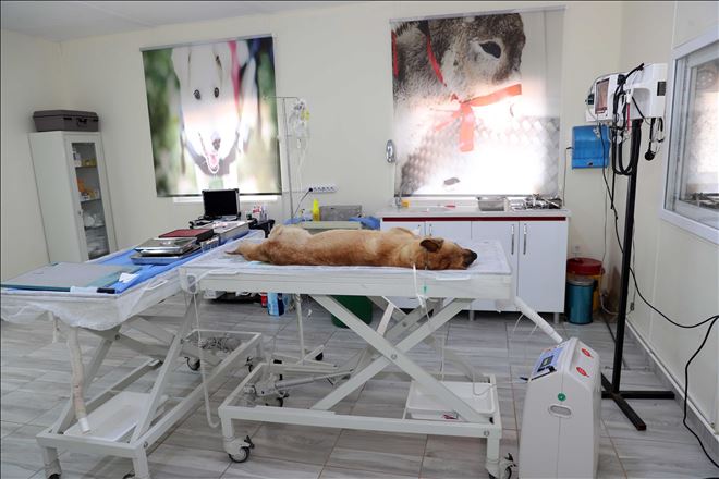 Hayvan hastanesinde 500 ameliyat yapıldı