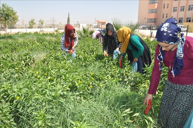 Okul bahçesinde biber eken kadınlar ürünlerini toplamaya başladı