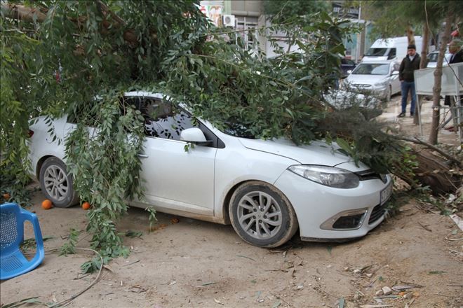 Mardin´de şiddetli rüzgar  dev ağacı otomobilin üzerine devirdi