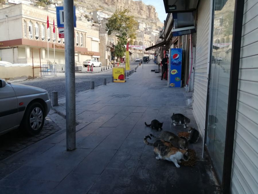 Mardin Büyükşehir Belediyesinden Sokak hayvanlarına ‘mama’