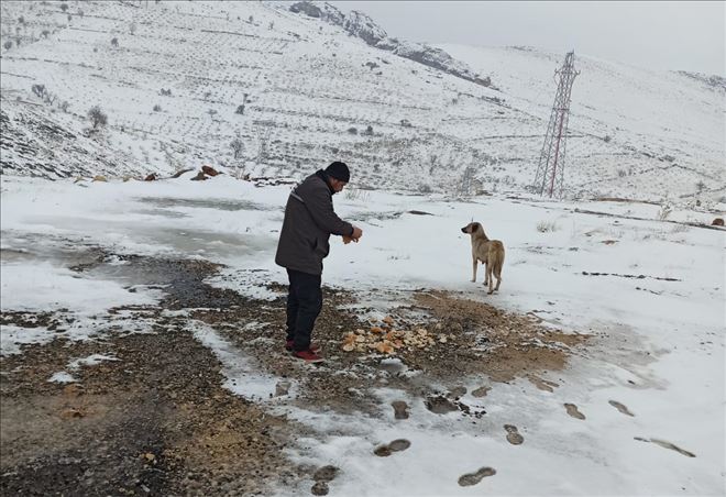 Büyükşehir Belediyesi karlı  havada sokak hayvanlarını unutmadı