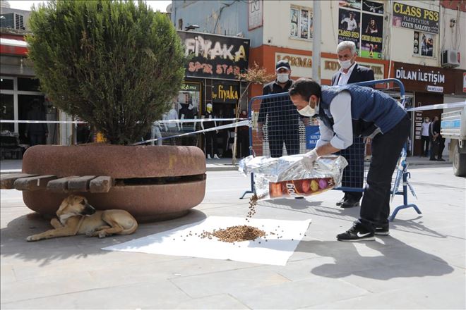 Kızıltepe Belediyesi sokak hayvanlarını unutmuyor