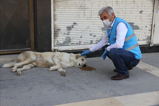 Kızıltepe Belediyesi sokağa çıkma kısıtlamasında sokak köpeklerini unutmadı