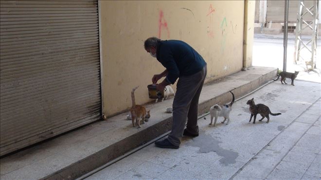 Sokak kedilerinin yardımına korona günlerinde de koştu