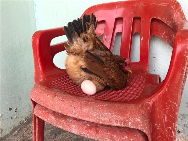 Sosyete tavuk sandalyede yumurtluyor