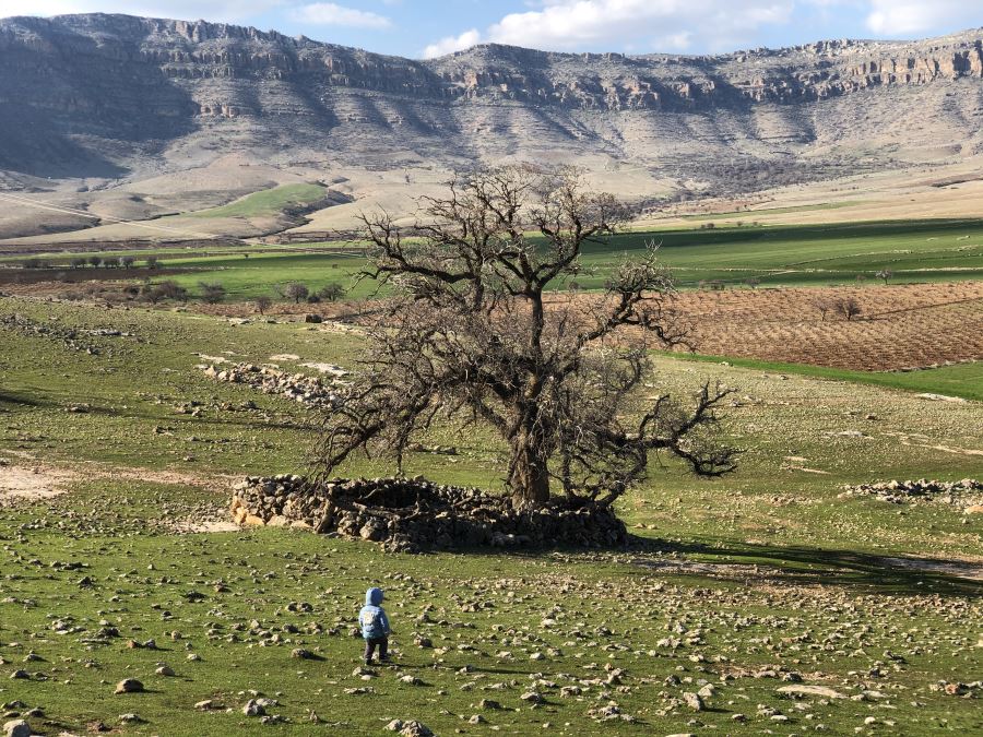 Kızıltepe’de köylüler  250 yıllık meşe ağacının koruma altına alınmasını istiyor
