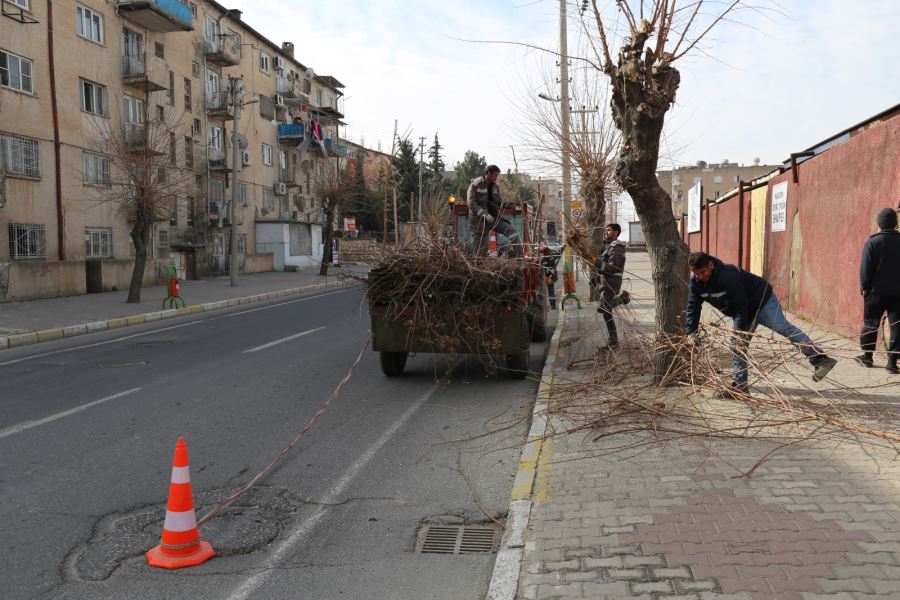 Mardin Büyükşehir Belediyesi’nden budama çalışmaları