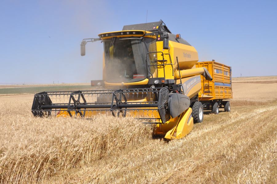 Kızıltepe’de sulu buğdayda verim artışı çiftçiyi sevindirdi 