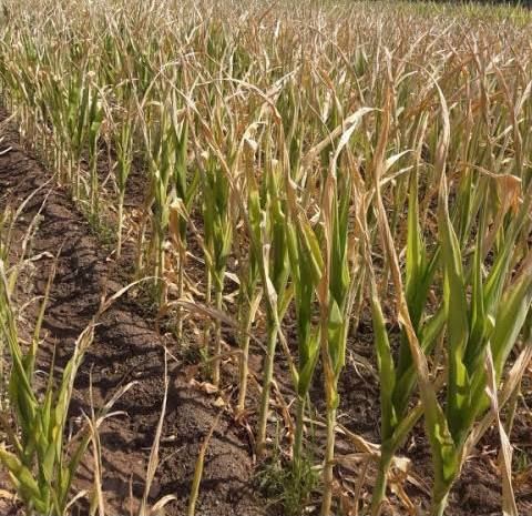 Kızıltepe’de mısır tarlası kesintiler yüzünden kurumaya başladı