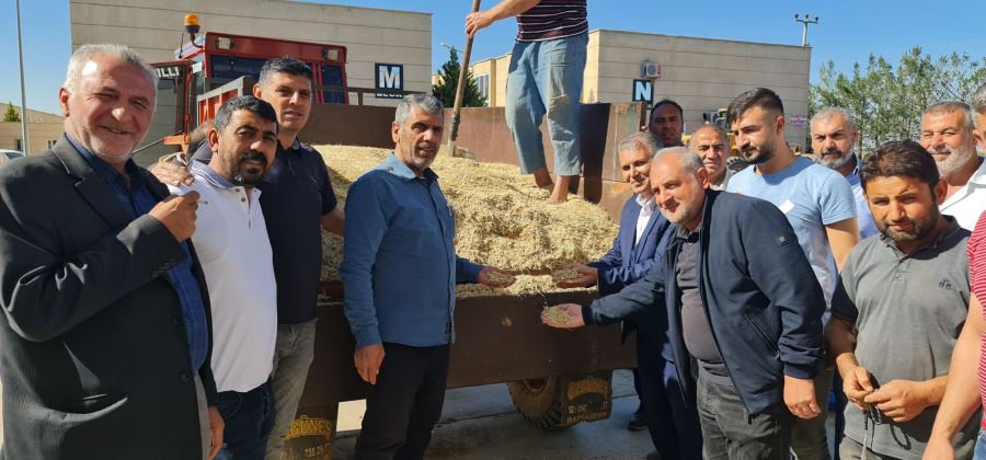 Mardin Kızıltepe’de 2022 Yılı İlk Arpa Hasadı Başladı