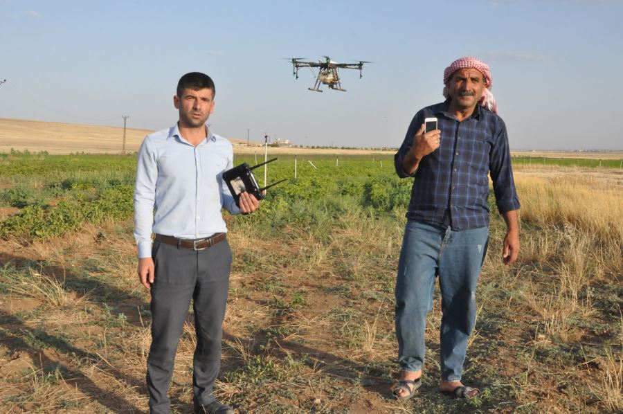 Mardin Ovası’nda 20 bin dönüm arazi drone ile ilaçlandı, 400 ton buğday zayiatı önlendi