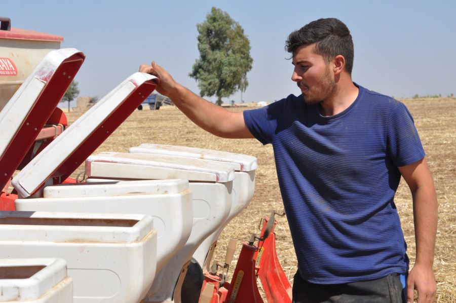 Mardin’de 800 bin dönüme mısır ekildi,1 milyon ton rekolte bekleniyor