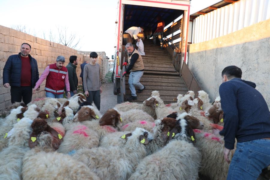Mardin’den depremzede çiftçilere canlı hayvan desteği