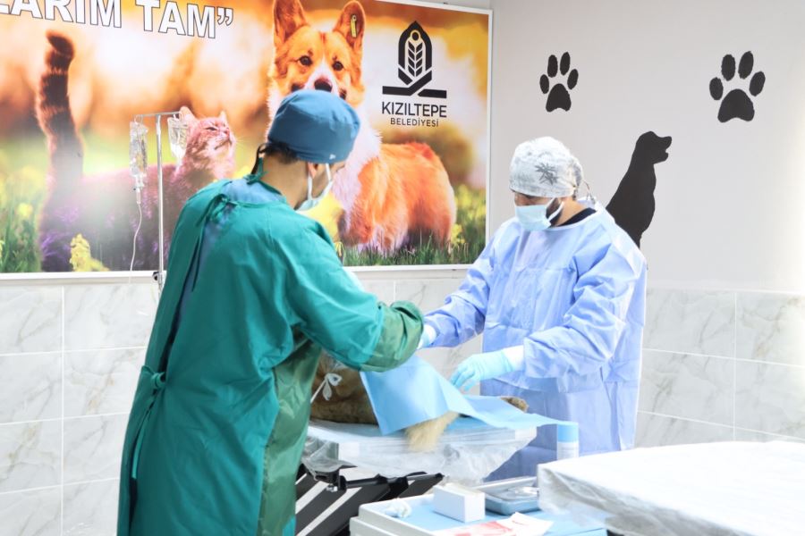 Kızıltepe’de sokak hayvanları için kısırlaştırma merkezi açıldı