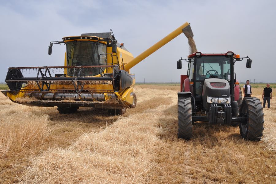 Kızıltepe Ovası’nda 561 bin 100 ton buğday rekoltesi bekleniyor