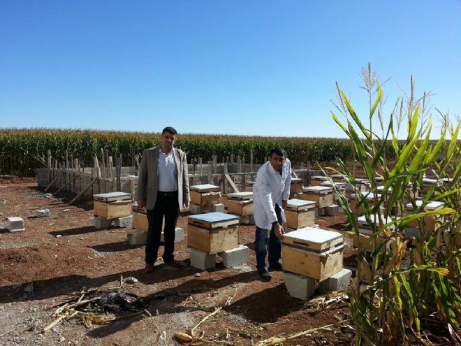 Kızıltepe`deki arı yetiştiricilerine hibe desteği