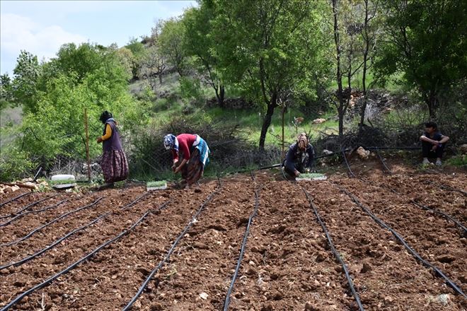 Mardin´de ada çayı ekimine başlandı