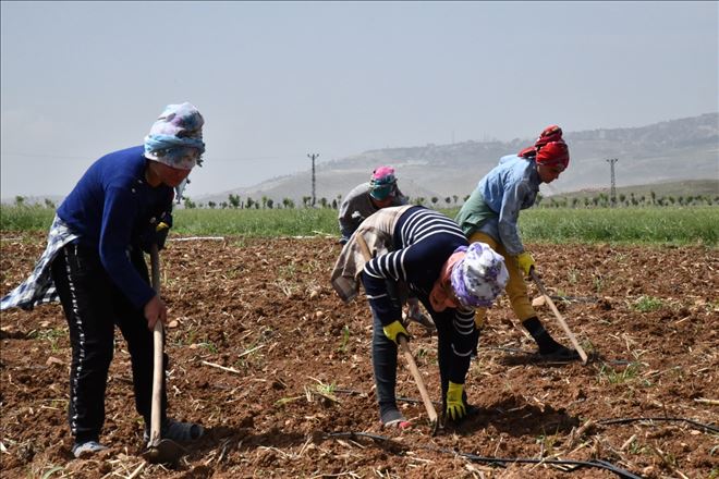 25 yıl sonra Mardin´e döndü, sebze yetiştirmeye başladı