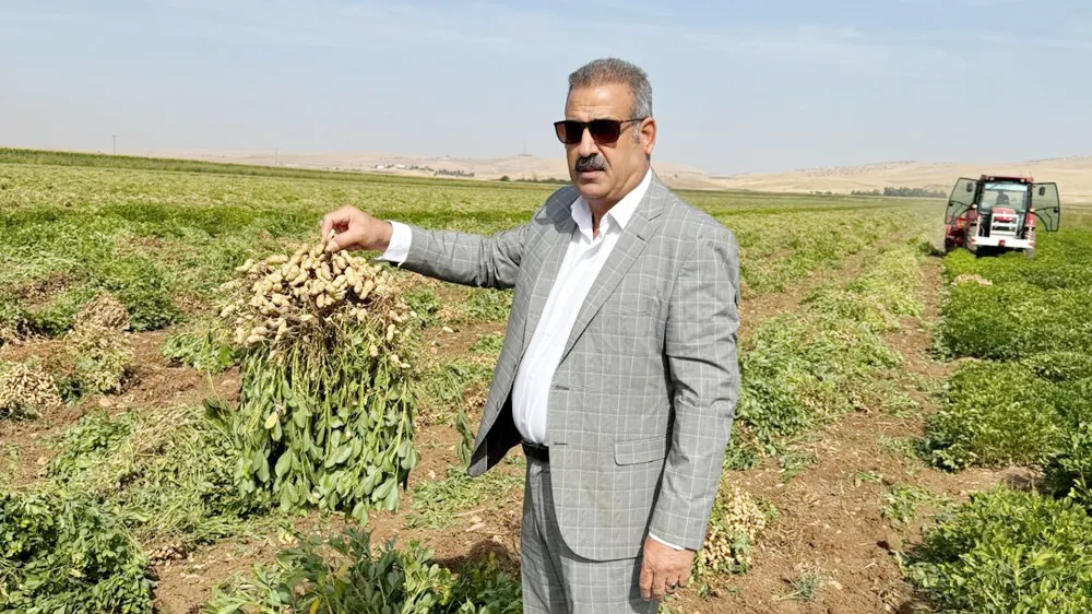 Ziraat Teknikeri Müslümoğlu’ndan yer fıstığı önerisi