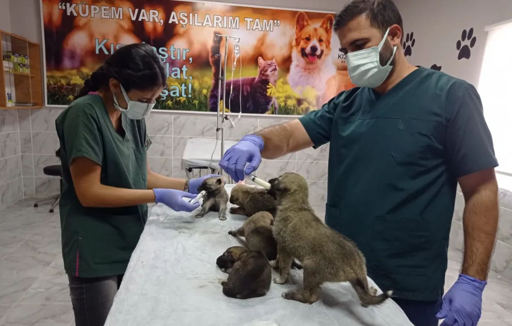 Belediyenin sağlık ekipleri yavru köpekleri sütle besledi