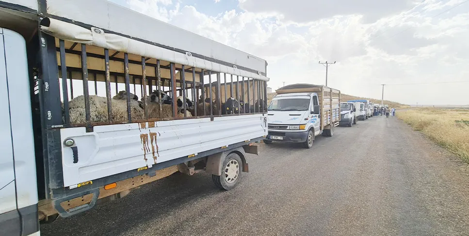 Mardin’de çobanların yangın bölgesi dayanışması